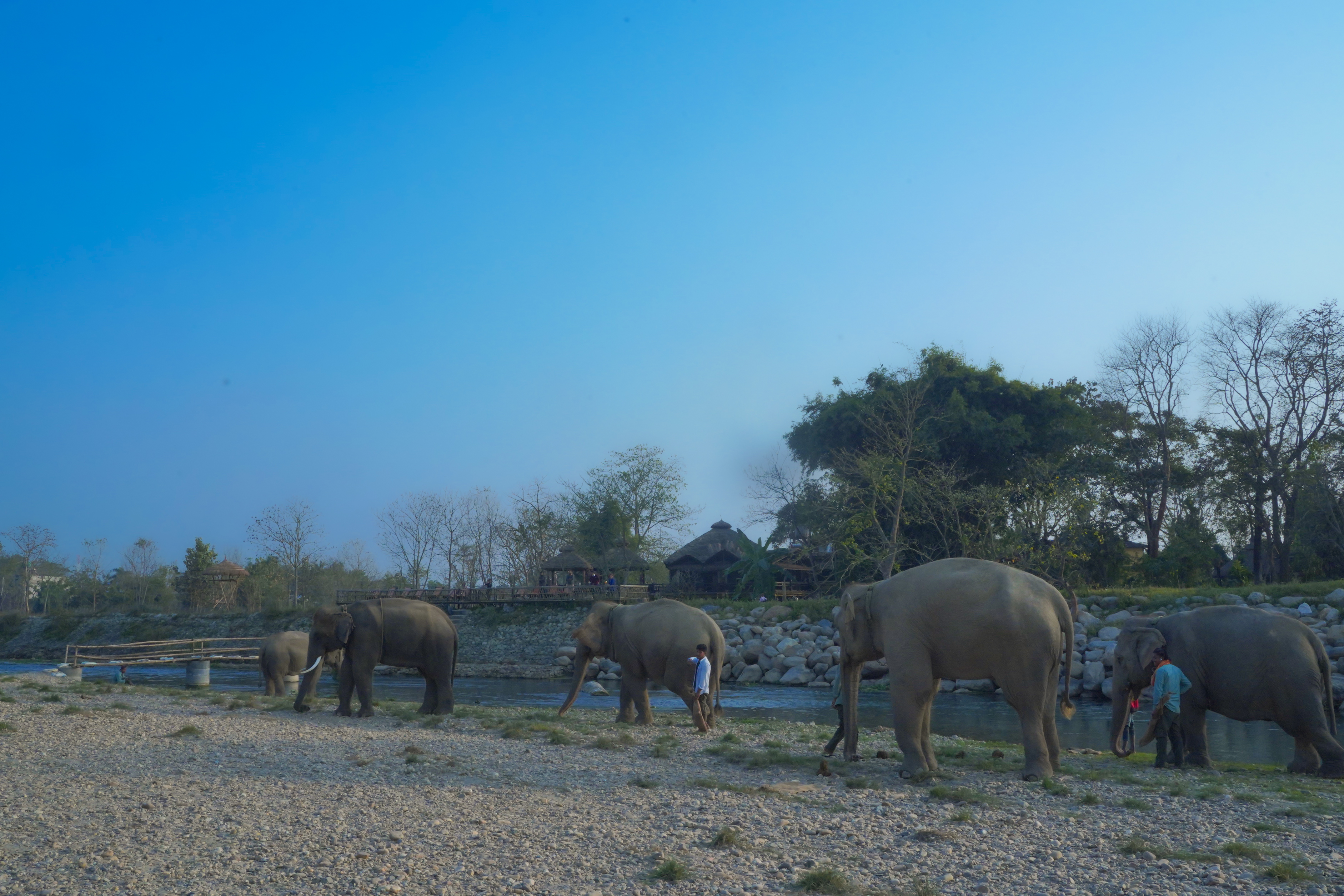 Night Visit to Elephant Sanctuary